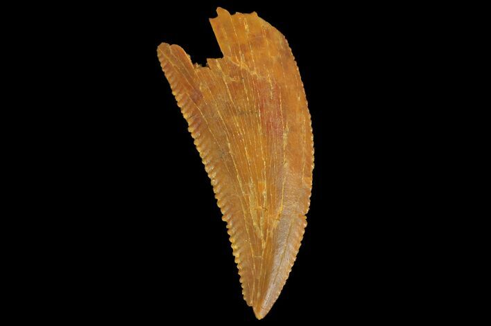 Serrated, Raptor Tooth - Real Dinosaur Tooth #176153